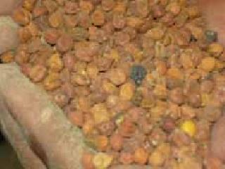 Nutritious food component missing! | पोषण आहारातील आवश्यक घटक बेपत्ता!