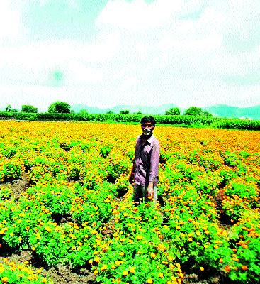Marigold farming in Kalwan taluka ... | कळवण तालुक्यात झेंडूची शेती बहरली...