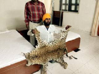 Accused accused with leopard skin | बिबट्याच्या चामड्यासह आरोपी अटकेत