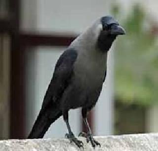 Father's face to campaign | निवडणुकीच्या प्रचाराला पितृपक्षाचे सावट