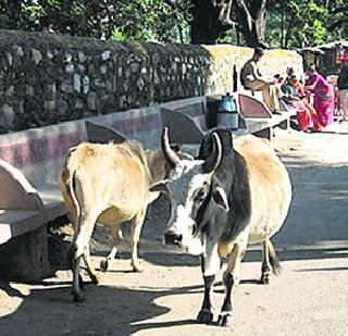 Police steal the quartet in the possession of the police | जनावरे चोरणारी चौकडी पोलिसांच्या ताब्यात Police steal the quartet in the possession of the police | जनावरे चोरणारी चौकडी पोलिसांच्या ताब्यात