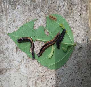 Soybean hazard to 40 thousand hectares | ४0 हजार हेक्टरवरील सोयाबीन धोक्यात Soybean hazard to 40 thousand hectares | ४0 हजार हेक्टरवरील सोयाबीन धोक्यात