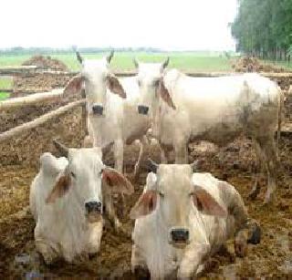 Police steal the quartet in the possession of the police | जनावरे चोरणारी चौकडी पोलिसांच्या ताब्यात