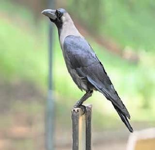 In the patriarchal region, it was rare and rare | पितृपक्षातही काकस्पर्श झाला दुर्लभ