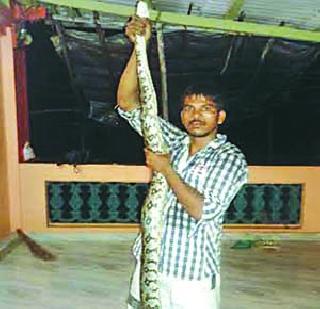 Above! 9 foot pythons | अबब! 9 फुटी अजगर