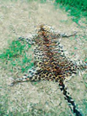 Again a leopard's skin was found | पुन्हा एका बिबट्याचे चामडे सापडले