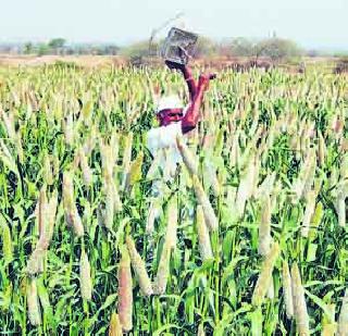 Only 4.93 lakh tonnes increase in foodgrain production in 10 years | अन्नधान्य उत्पादनात 10 वर्षात केवळ 4.93 लाख टन वाढ Only 4.93 lakh tonnes increase in foodgrain production in 10 years | अन्नधान्य उत्पादनात 10 वर्षात केवळ 4.93 लाख टन वाढ