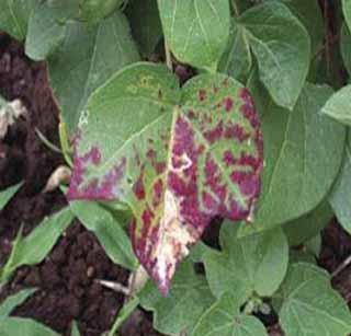 Vaginal incubation crop growing on the crop! | व-हाडातील कपाशी पिकावर वाढतोय लाल्याचा प्रकोप! Vaginal incubation crop growing on the crop! | व-हाडातील कपाशी पिकावर वाढतोय लाल्याचा प्रकोप!
