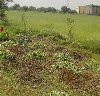 1800 trees planted on the initiative of social forestry | सामाजिक वनीकरणाच्या पुढाकाराने १८00 झाडांची लागवड