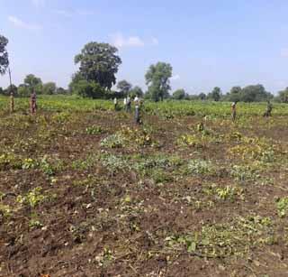Turn off harvesting of farmers on farmers | शेतक-यांवर पीक उपटून फेकण्याची पाळी