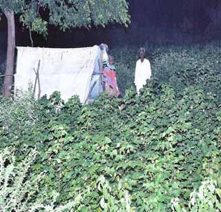 Thalp Boom | तळप बु.परिसरात वन्यप्राण्यांचा हैदोस