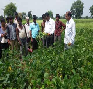 Officers of the Agriculture Department arrived in the field | कृषी विभागाचे अधिकारी पोहचले शेतात