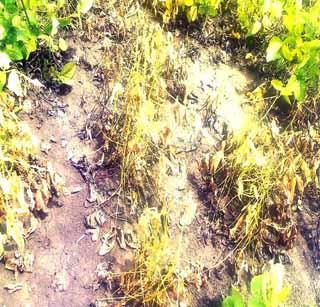 50 percent loss of soybean | सोयाबीनचे ५0 टक्के नुकसान