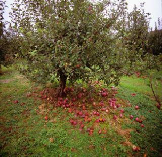 Large amount of apple damage due to heavy flooding | महापुरामुळे सफरचंदचे मोठे नुकसान