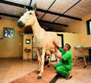 Army 'workshop' to take mule | खेचर घेणार लष्कराची ‘कार्यशाळा’