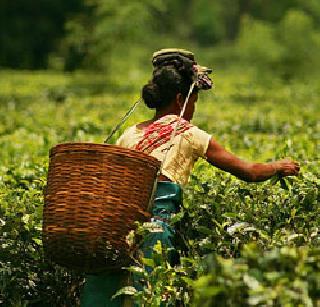 'Tea Announces National Drinking' | ‘चहाला राष्ट्रीय पेय जाहीर करा’ 'Tea Announces National Drinking' | ‘चहाला राष्ट्रीय पेय जाहीर करा’