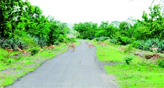 The herd of deer slaughtered on the Bharam-Vaijapur road in Yeola taluka. | येवला तालुक्यातील भारम - वैजापूर रस्त्यावर स्वच्छंदपणे विहार करणाऱ्या हरणांचा कळप.