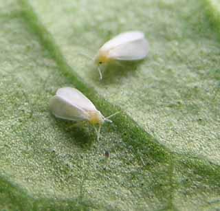 Invasion of 'white fly' on soybeans | सोयाबीनवर ‘व्हाईट फ्लाय’चे आक्रमण