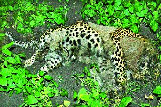 Uncertainty: After the forest department, the insensitive control of the veterinary department | बेपर्वाई: वनविभागानंतर पशुवैद्यकीय खात्याचा संवेदनहीन कारभार