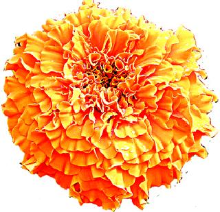 As the Ashtami approached, the flowers rose | अष्टमी जवळ येताच फुलांचे भाव वधारले