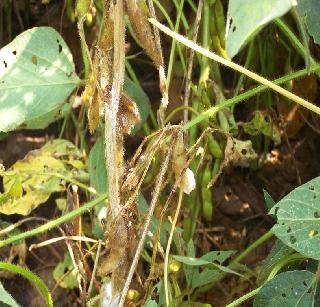 Sowing of soybean crops due to insects | किडींमुळे सोयाबीन पिके धोक्यात