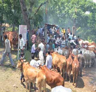 Festival of Pashupatinatha in Satpurad | सातपुड्यात रंगला पशुपतीनाथांचा महोत्सव