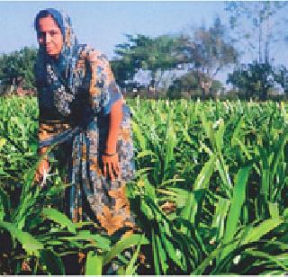 Flowering humorous flower! | फुलशेतीतून फुलविले हास्य!