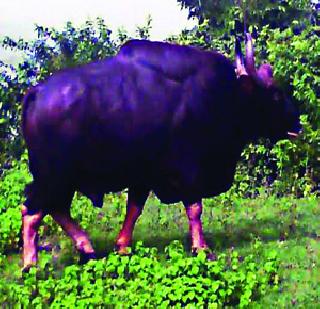 Rangwa found in the forest of Kanakeshwar in Alibaug | अलिबागमधील कनकेश्वरच्या जंगलात आढळला रानगवा