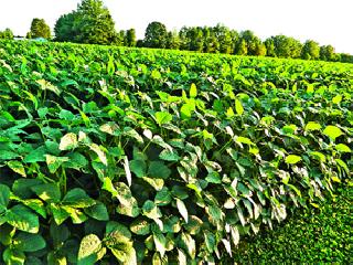 The rain disappeared. | पाऊस गायब झाला.