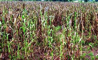 Farmers waiting for heavy rains | शेतकरी जोरदार पावसाच्या प्रतीक्षेत Farmers waiting for heavy rains | शेतकरी जोरदार पावसाच्या प्रतीक्षेत