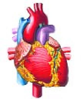 Magnum Heart discusses heart disease | मॅग्नम हार्टतर्फे हृदयरोगावर चर्चासत्र