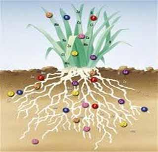 Soybean, soybean concentrate and increase in microorganisms | सोयाबीन क्षेत्रात गंधक, सुक्ष्मअन्नद्रव्य वाढीवर भर Soybean, soybean concentrate and increase in microorganisms | सोयाबीन क्षेत्रात गंधक, सुक्ष्मअन्नद्रव्य वाढीवर भर
