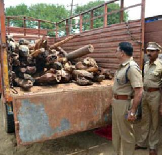 31 lakhs of blood stains caught | ३१ लाखांचे रक्तचंदन पकडले 31 lakhs of blood stains caught | ३१ लाखांचे रक्तचंदन पकडले