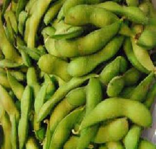 Soya bean gardadera o-haed farmers! | सोयाबीनने व-हा डातील शेतक-यांना केले गारद! Soya bean gardadera o-haed farmers! | सोयाबीनने व-हा डातील शेतक-यांना केले गारद!