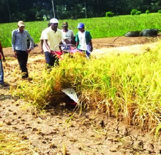 Purchase fine rice in the farm in SRT mode | एसआरटी पध्दतीने शेतीत बारीक तांदूळ पिकवावा