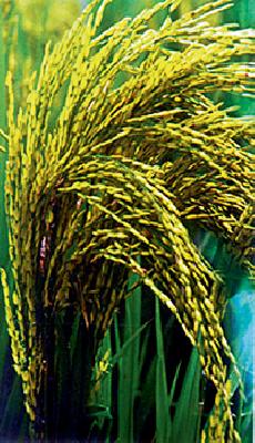 Nature's corners, rain pitfalls | निसर्गाचा कोप, धानपीक संकटात Nature's corners, rain pitfalls | निसर्गाचा कोप, धानपीक संकटात