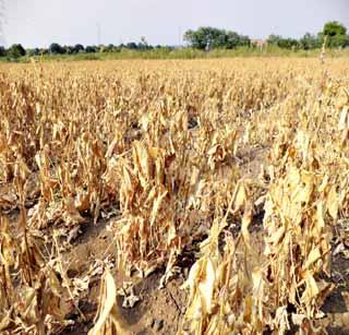 Rains of rain; Production decreased | पावसाचा दगा; उत्पादन घटले Rains of rain; Production decreased | पावसाचा दगा; उत्पादन घटले