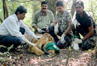 'Caller ID' for Tadoba Tigers | ताडोबातील वाघांना ‘कॉलर आयडी’ 'Caller ID' for Tadoba Tigers | ताडोबातील वाघांना ‘कॉलर आयडी’