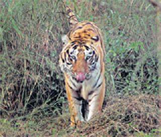 The tigress in the smooth Shivaraya | चिकना शिवारात वाघाचा धुमाकूळ The tigress in the smooth Shivaraya | चिकना शिवारात वाघाचा धुमाकूळ