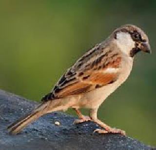 Save the lives of sparrows | चिमण्यांचे जीव वाचवा Save the lives of sparrows | चिमण्यांचे जीव वाचवा