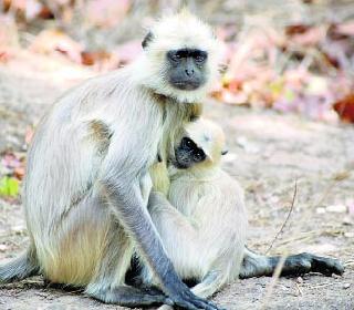 Mercallol plighted the devotees | मर्कटलीलांनी भाविक त्रस्त