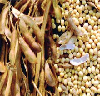 Diwali of the farmers in darkness! | शेतक-यांची दिवाळी अंधारात! Diwali of the farmers in darkness! | शेतक-यांची दिवाळी अंधारात!