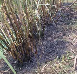 Farmer's loss due to burning of sugarcane | ऊस जळाल्याने शेतक-याचे नुकसान