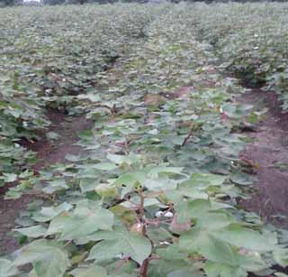Disintegrating soybean peas in the mustard area | मोहरी परिसरातील सोयाबीन पीक उद्ध्वस्त