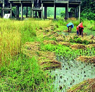 Rain fall in the State | राज्यात पावसाची हजेरी