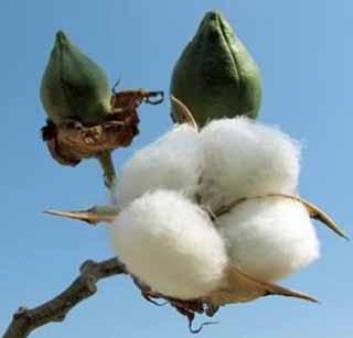 Loss of cotton yarn | कपाशीच्या बोहणीलाच घाटा Loss of cotton yarn | कपाशीच्या बोहणीलाच घाटा