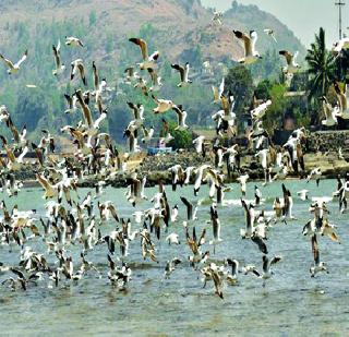 Murud's beach siggles with gigabajala .. | मुरुडचा समुद्रकिनारा सिगलने गजबजला..