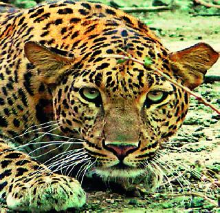 Pipalwandit bikatwajarata lehavara leibatya | पिंपळवंडीत दुचाकीस्वाराला आडवा आला बिबटय़ा Pipalwandit bikatwajarata lehavara leibatya | पिंपळवंडीत दुचाकीस्वाराला आडवा आला बिबटय़ा