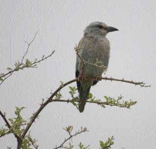 European roller birds stay in Akola area | युरोपीयन रोलर पक्ष्यांचा अकोला परिसरात मुक्काम European roller birds stay in Akola area | युरोपीयन रोलर पक्ष्यांचा अकोला परिसरात मुक्काम