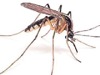 Barda Nagarla dengue rancher | बरडे नगरला डेंग्यूचा डंख Barda Nagarla dengue rancher | बरडे नगरला डेंग्यूचा डंख